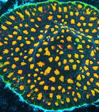 Skittles Favia Frag Zoanthids Paly Zoa SPS LPS Corals, 1 Inch