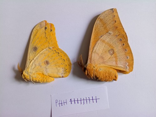 Leopa s.sp PAIR from Luzon, Philppines .See Photo
