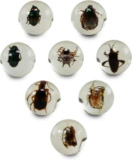 (Pack of 8) 25mm BUG Marbles Clear Beetle Spider Insect 1" Shooter