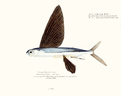 Flying Fish VTG Illustration Fine Art Giclee High Res 8x10 Print