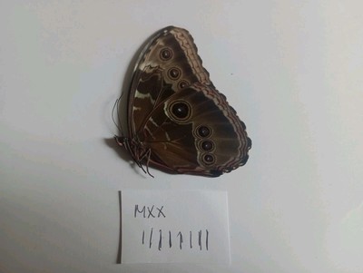 Morpho Helenor Montezuma Rüde A1 aus Mexiko.. Siehe Foto. 