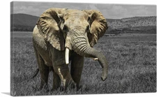 ARTCANVAS Elephant in African Savannah Grass Field Canvas Art Print