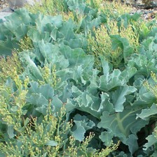 Crambe Maritima - 25 Seeds - Sea Kale / Lily White