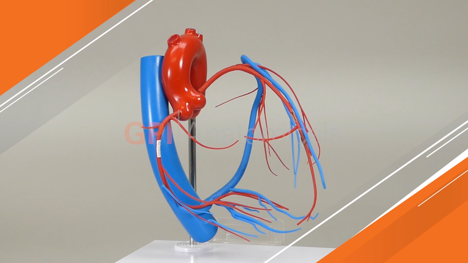 Set Di 3 Modelli Anatomici Di Cuore In Miniatura GPI LFA #2550 (guarda Il Video!)