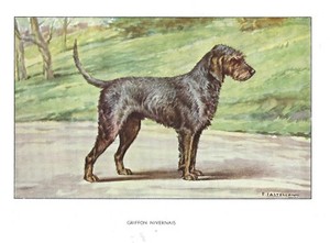 1930s Castellan France Dog Art Watercolor Print GRIFFON NIVERNAIS OTTERHOUND