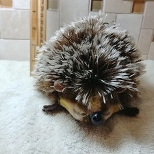 Vintage Steiff Hedgehog "Joggi" Plush Stuffed Made In Germany - no Tag