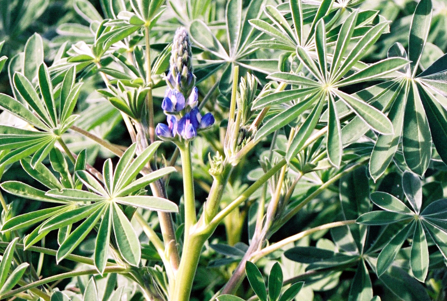 BITTERLUPINE 1 kg Saatgut Lupine blau Gründünger Bodenverbesserer