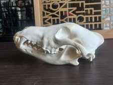 Real Young Wolf Skull Canis Lupus Taxidermy Natural Bone Specimen 25.5cm