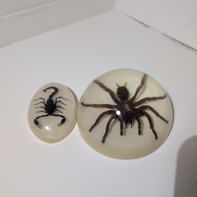 A domed 3D showcase of a real Citharacanthus spinicrus spider and real scorpion 