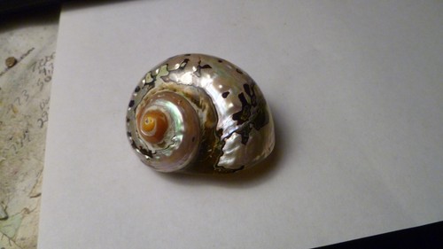 SOUTH AFRICA SARMATICUS TURBO SEA SHELL HERMIT CRAB 2 1/8" Beach decor - Picture 2 of 7