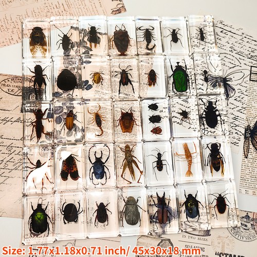 1pc Resin Real Insects Specimens Colorful Bugs Cricket Shrimp Beetles Ornaments - Foto 2 di 17