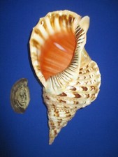 ENORME Charonia Tritonis+Operculare-Tromba Tritonis, lunghezza 360 mm (14,17 pollici)-Natura