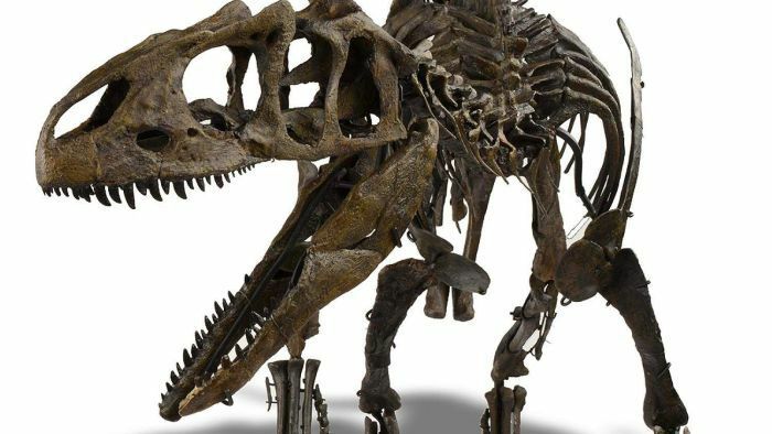ELDRESO Bone Dinosaur Long エルドレッソ ELDRESO Bone Dinosaur Long エルドレッソ Dinosaur Fossils