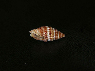 MITRA ''VEXILLUM'' AMANDUM: FIJI MITER @ 11.87MM!
