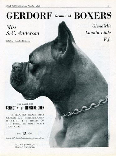 BOXER DOG OUR DOGS 1949 DOG BREED KENNEL ADVERT PRINT PAGE GERDORF KENNEL - 第 1/1 張圖片