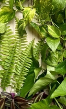 20 Live Rooted House Plant Cuttings-four Varieties