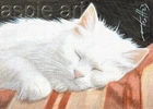ACEO print limited edition ATC white cat chat blanc by Anna Hoff