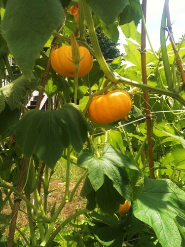 Jack-Be-Little and Wee-B-Little Mix Pumpkin Seeds | Mini Orange Untreated 2025 - Picture 2 of 12