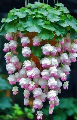 Weeping begonia flower bulbs For Your home Gardening Pack of 2 bulbs (PURPLE )