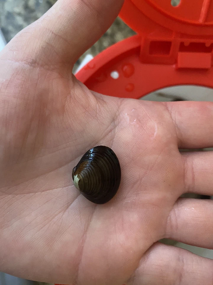 10 almejas vivas de agua dulce: perfectas para acuarios y estanques Foto 4 de 4