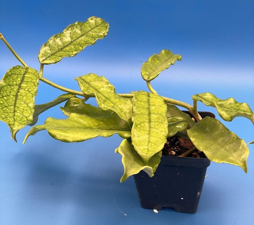 Hoya Globulosa Grown In 3.5" Pots Very Healthy Velvet Fuzzy Leaves! - Picture 4 of 5