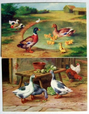 Ansichtskarten (2) - ENTEN & GÄNSE von EDGAR HUNT, Lachs (AN16-21)