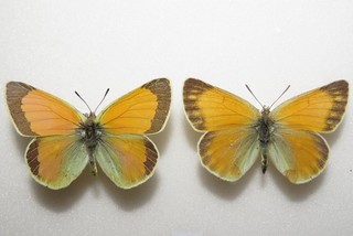 Colias marcopolo kushana Butterflies from Afghanistan. Moth/insect #5