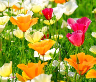 California Poppy Mixed Colors Seeds - Eschscholzia Californica - 5,000 Bulk Seeds For Planting By Seed Empire