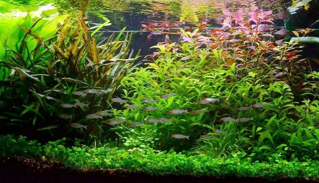 Plantes aquarium eau froide 60L pour créer un décor naturel de poisson rouge
