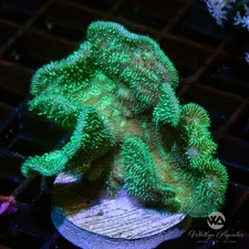 Cactus Pavona Coral - Live Coral Frag