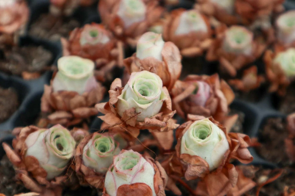 Suculenta rara.   rosa da montanha.     10 SEMENTES - Imagem 2 de 4