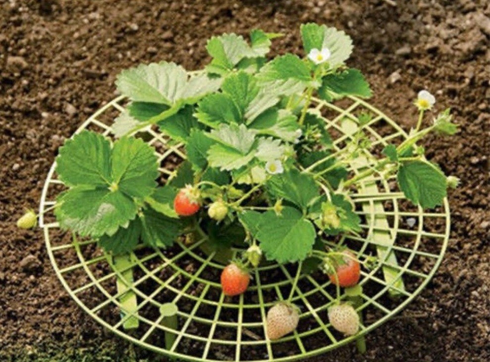 Fraises Des Boise Strawberry - Retail - Hartmanns Plant Company