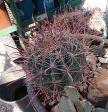 Ferocactus gracilis x rectispinus Super Long Bright Red Barrel Cactus 57