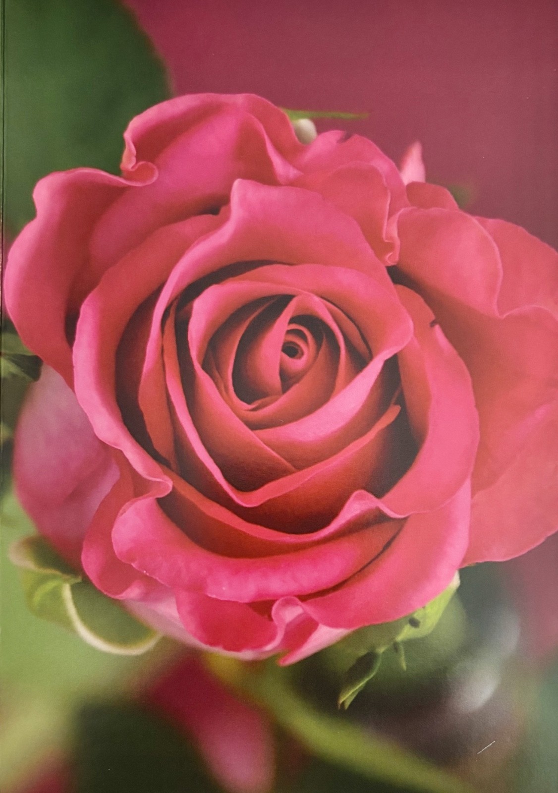Open Birthday greetings card, message inside, rose theme, brand new