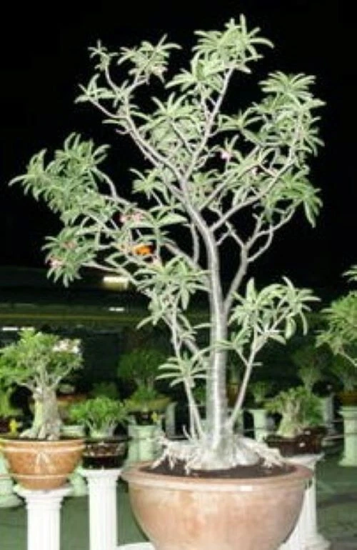 Adenium Somalense, "Black Somalense", 10 seeds - Image 4 of 4