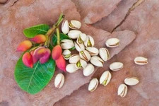 10 Pistachio Nut Tree Seeds for Planting - Pistacia Vera