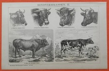 Rind Bos taurus Shorthorn Berner Allg&auml;uer  Holzstich 1886 Rindviehrassen I+II