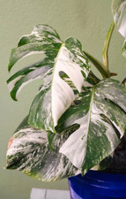 Variegated Monstera Rooted 7 Leaves