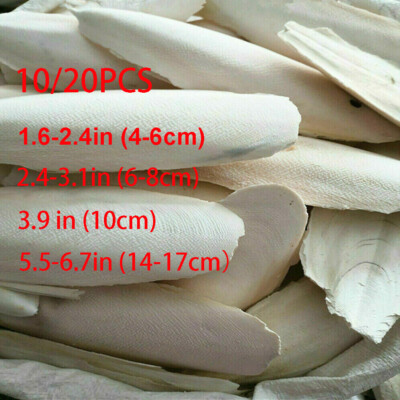 10/20PCS Cuttlebone Cuttlefish Bone Sepia cuttle Fish Pet Bird Food calcium Set~