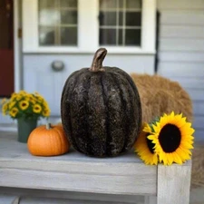 Primitive Country Ragon House 3.75" Black Tall Pumpkin Halloween