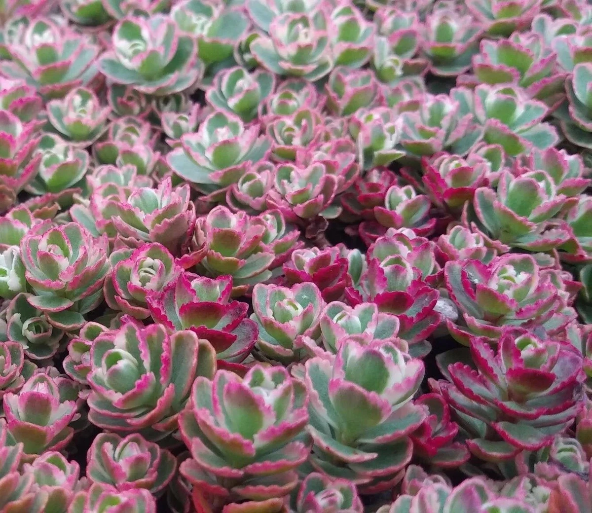 S spurium top