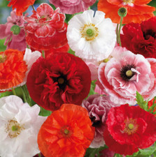 Poppy SHIRLEY MIXED DOUBLE Pink Red White  Blooms Reseeds Non-GMO 2000 Seeds