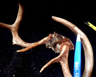 Deer Antler Rack Scull Cap 8 Point Lot i — photo 10