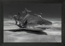 Relaxing Lemon Shark Framed Wall Art Poster Canvas Print Picture