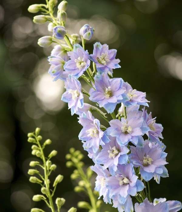 DELPHINIUM MAGIC FOUNTAIN DWARF SKY BLUE WITH WHITE BEE 60 SEEDS