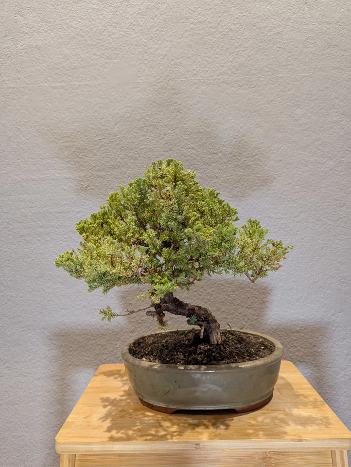 28 YEARS OLD JUNIPER BONSAI 'SQUAMATA' IN GLAZED POT - image 1 of 4