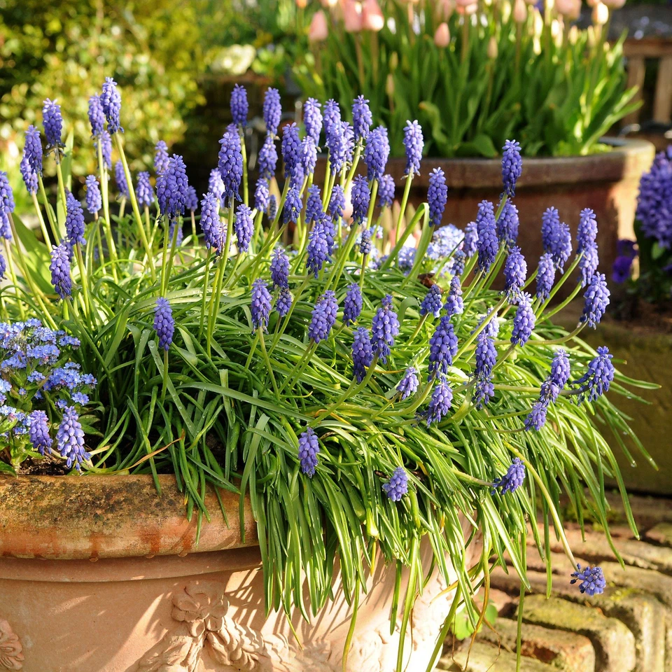 Fácil de cultivar Muscari uva jacinto azul 30 bulbos de plantas, zonas de primavera 4-8 Foto 4 de 4