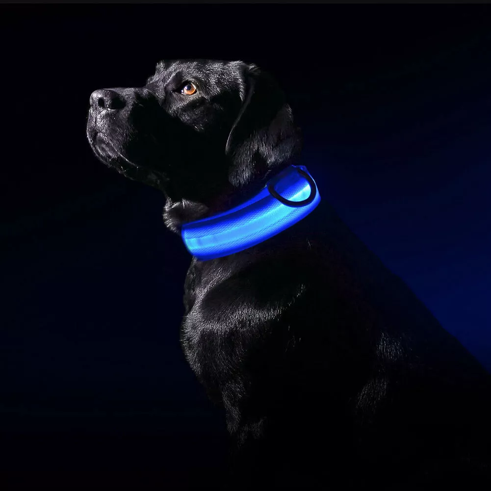 Light up collars for small dogs cheap