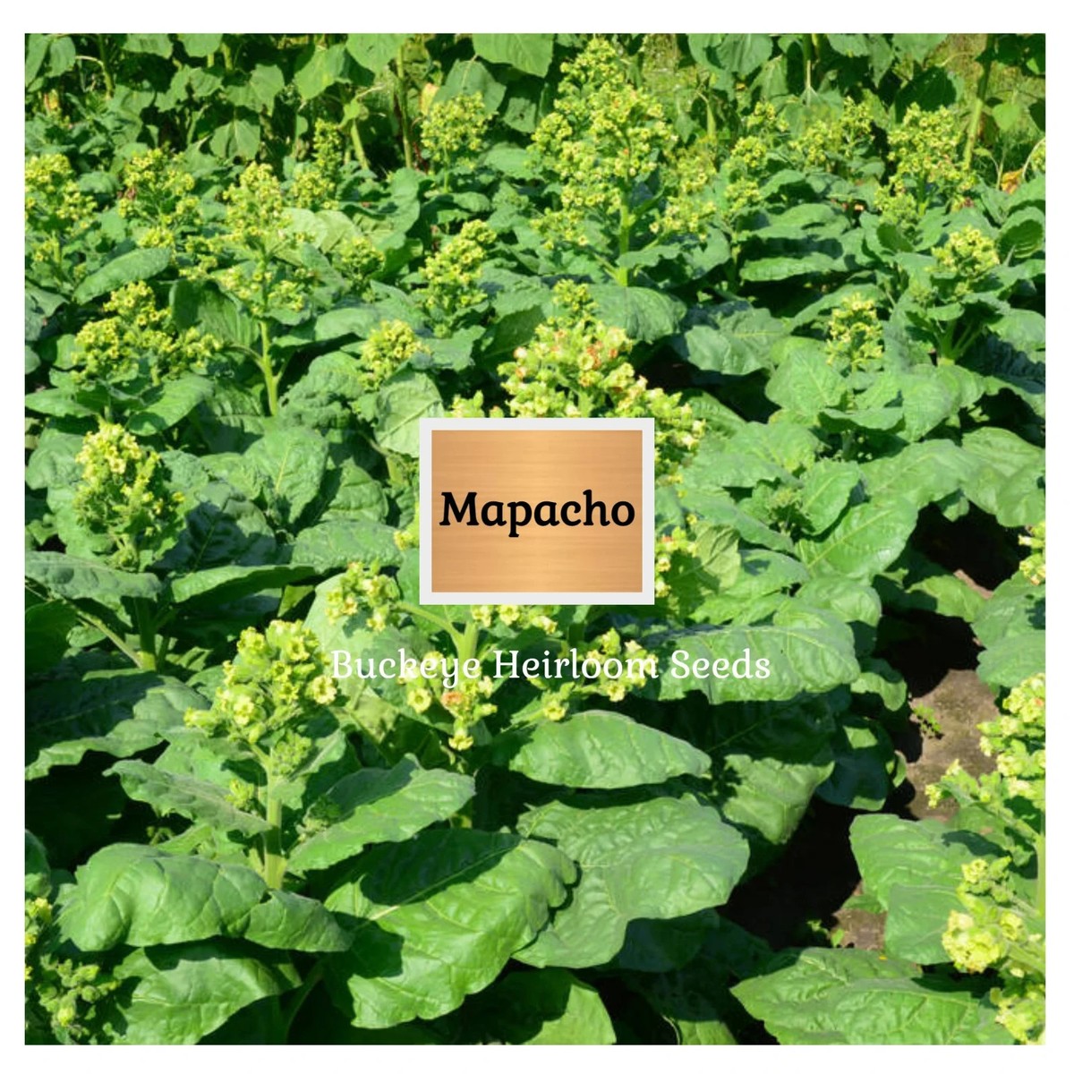 mapacho tobacco seeds Mapacho | Aztec Ceremonial | 100 Tobacco Seeds | Nicotiana Rustica