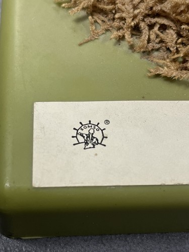 Vintage Lehrmodell Pilz Handgemalt Kunstoff Ca. 1960/70 Stinkmorchel Somso - Bild 7 von 8